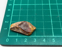Load image into Gallery viewer, Lepidotes fish scale
