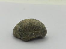 Load image into Gallery viewer, Devils toenail Gryphaea