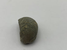 Load image into Gallery viewer, Devils toenail Gryphaea