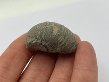 Load image into Gallery viewer, Devils toenail Gryphaea