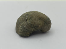 Load image into Gallery viewer, Devils toenail Gryphaea
