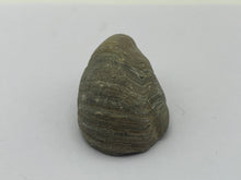 Load image into Gallery viewer, Devils toenail Gryphaea