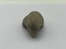 Load image into Gallery viewer, Devils toenail Gryphaea