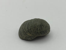 Load image into Gallery viewer, Devils toenail Gryphaea
