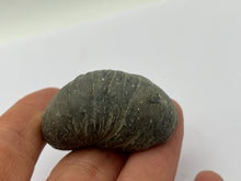 Load image into Gallery viewer, Devils toenail Gryphaea