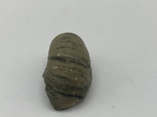 Load image into Gallery viewer, Devils toenail Gryphaea