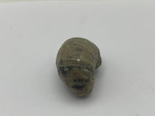 Load image into Gallery viewer, Devils toenail Gryphaea