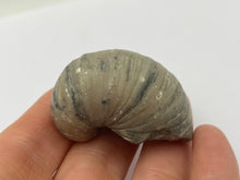 Load image into Gallery viewer, Devils toenail Gryphaea