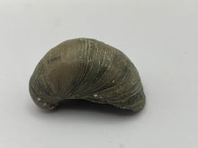 Load image into Gallery viewer, Devils toenail Gryphaea