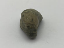 Load image into Gallery viewer, Devils toenail Gryphaea