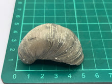 Load image into Gallery viewer, Devils toenail Gryphaea
