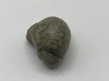 Load image into Gallery viewer, Devils toenail Gryphaea