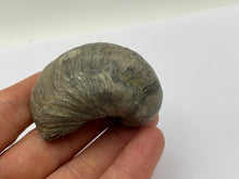 Load image into Gallery viewer, Devils toenail Gryphaea