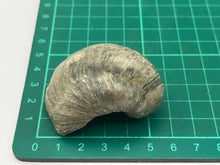 Load image into Gallery viewer, Devils toenail Gryphaea