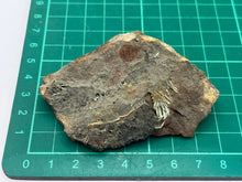 Load image into Gallery viewer, Olivenite
