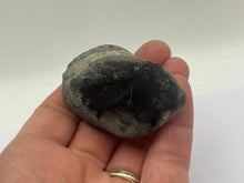 Load image into Gallery viewer, Conifer fossil wood