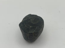 Load image into Gallery viewer, Conifer fossil wood
