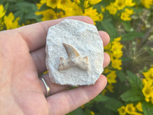 Load image into Gallery viewer, Otodus sharks tooth on matrix
