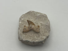 Load image into Gallery viewer, Otodus sharks tooth on matrix