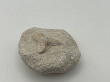 Load image into Gallery viewer, Otodus sharks tooth on matrix