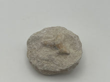 Load image into Gallery viewer, Otodus sharks tooth on matrix