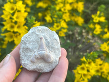 Load image into Gallery viewer, Otodus tooth on matrix