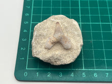 Load image into Gallery viewer, Otodus tooth on matrix