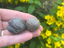 Load image into Gallery viewer, Moqui marbles (shaman stone)