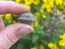 Load image into Gallery viewer, Moqui marbles (shaman stone)
