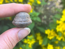 Load image into Gallery viewer, Moqui marbles (shaman stone)