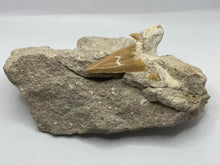 Load image into Gallery viewer, Otodus tooth on rock