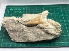 Load image into Gallery viewer, Otodus tooth on rock
