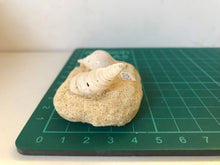 Load image into Gallery viewer, Turitella fossil Shell
