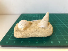 Load image into Gallery viewer, Turitella fossil Shell