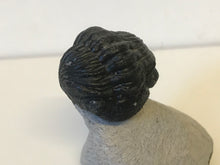 Load image into Gallery viewer, Phacops Trilobite