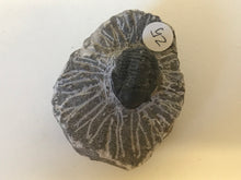 Load image into Gallery viewer, Gerastos Trilobite