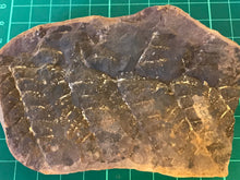 Load image into Gallery viewer, Mason Creek Fern Nodules