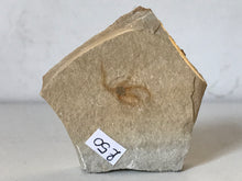 Load image into Gallery viewer, Brittlestar (starfish) Fossil