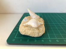 Load image into Gallery viewer, Turitella fossil Shell