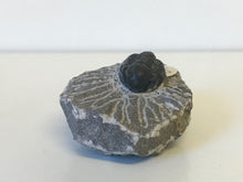 Load image into Gallery viewer, Gerastos Trilobite
