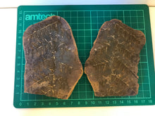 Load image into Gallery viewer, Mason Creek Fern Nodules