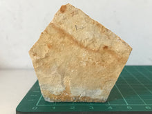 Load image into Gallery viewer, Brittlestar (starfish) Fossil