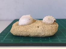 Load image into Gallery viewer, Turitella fossil Shell