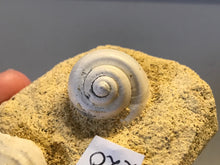 Load image into Gallery viewer, Turitella fossil Shell