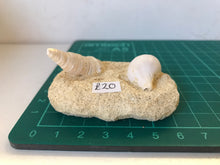 Load image into Gallery viewer, Turitella fossil Shell