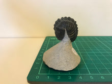 Load image into Gallery viewer, Phacops Trilobite