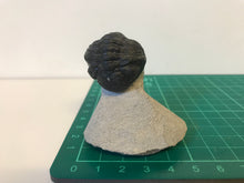 Load image into Gallery viewer, Phacops Trilobite
