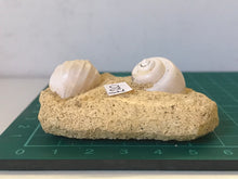 Load image into Gallery viewer, Turitella fossil Shell