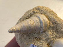Load image into Gallery viewer, Turitella fossil Shell