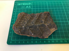 Load image into Gallery viewer, Mason Creek Fern Nodules